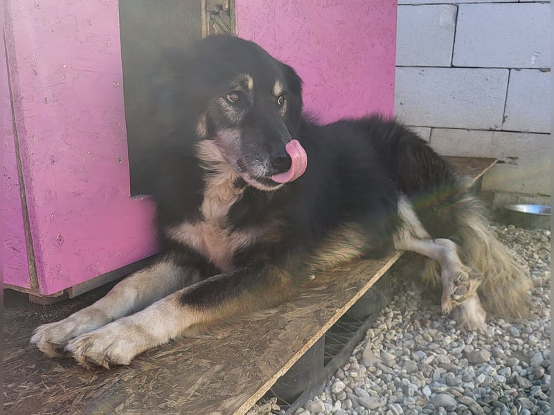 Oldie LION möchte ankommen