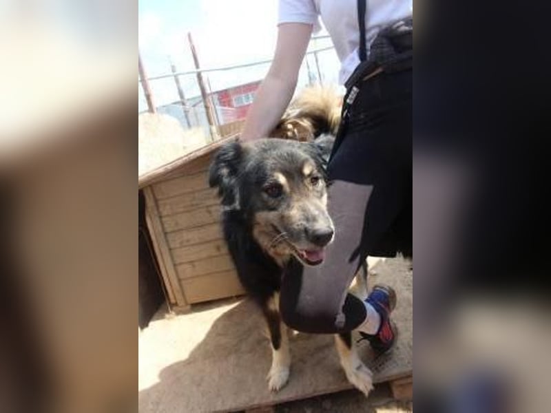 Oldie LION möchte ankommen