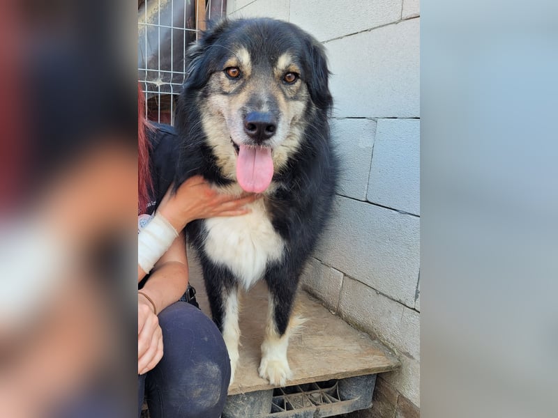 Oldie LION möchte ankommen