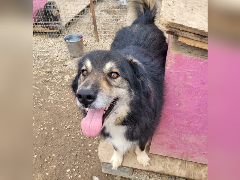 Oldie LION möchte ankommen