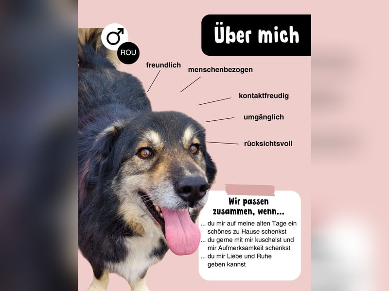 Oldie LION möchte ankommen