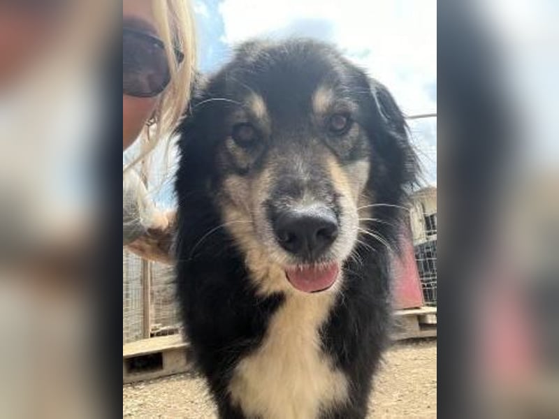 Oldie LION möchte ankommen