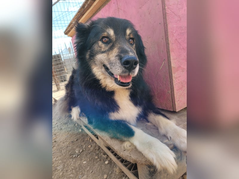 Oldie LION möchte ankommen