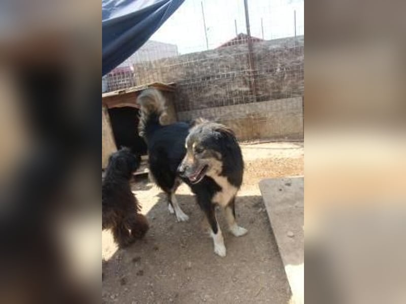 Oldie LION möchte ankommen