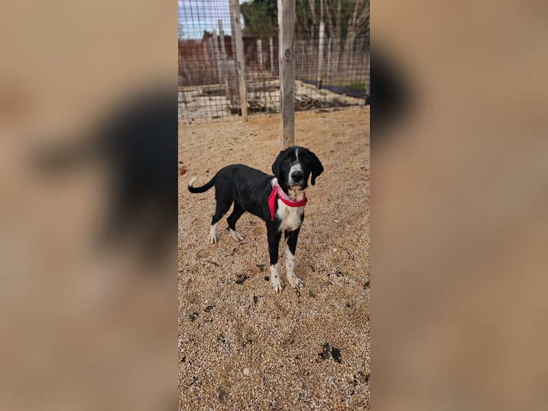 Sanfter TOM sucht seine Familie ❤️