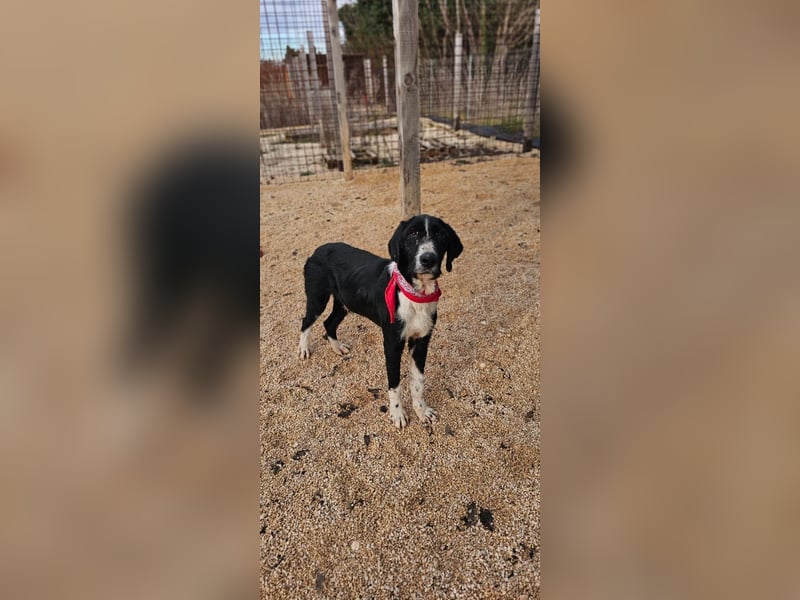 Sanfter TOM sucht seine Familie ❤️