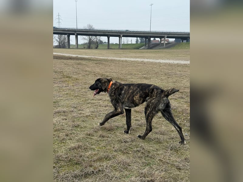 ROYAL sucht sein Für-Immer-Körbchen ❤️