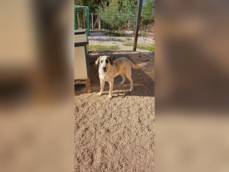 Verkuschelte Rosa sucht ihr Forever Home ❤️