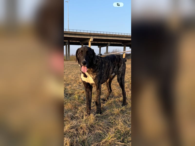 ROYAL sucht sein Für-Immer-Körbchen ❤️