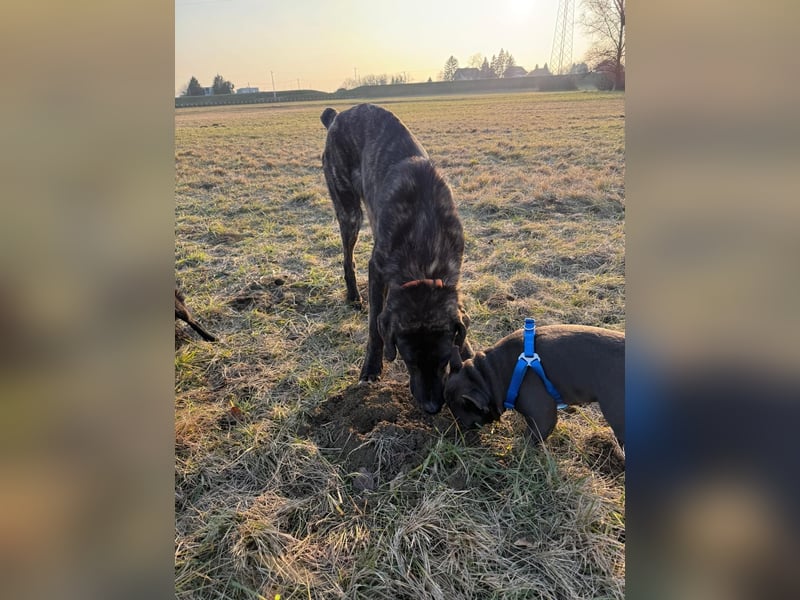 ROYAL sucht sein Für-Immer-Körbchen ❤️