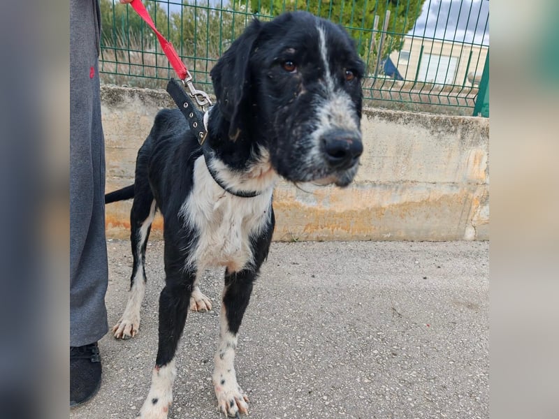 Sanfter TOM sucht seine Familie ❤️