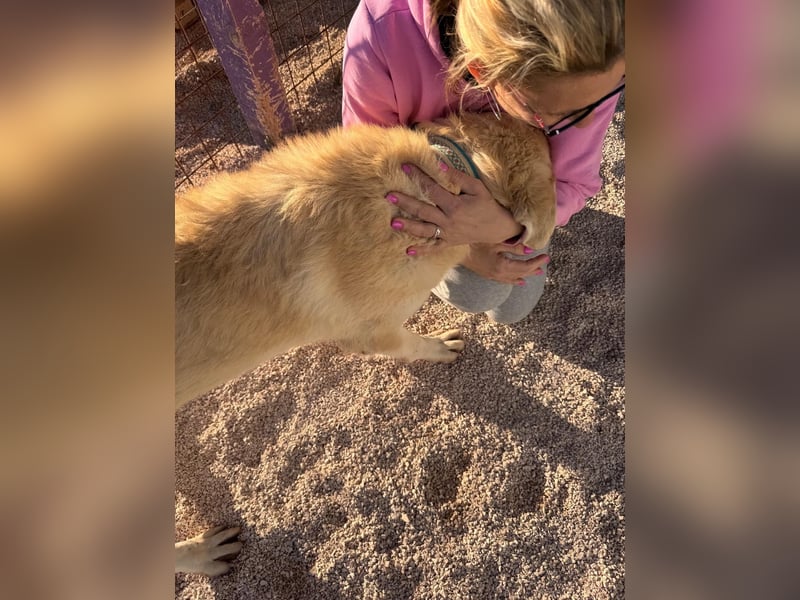 Tristan alias Snow sucht forever Home❤️