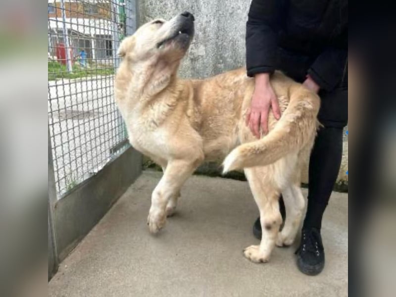 LESKA sucht ihr forever Home ❤️