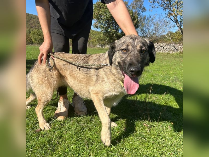 Sportliche Tomasina sucht ihr Forever Home ❤️