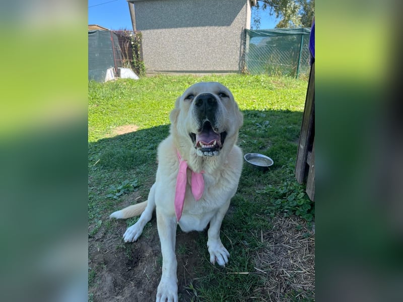 LESKA sucht ihr forever Home ❤️