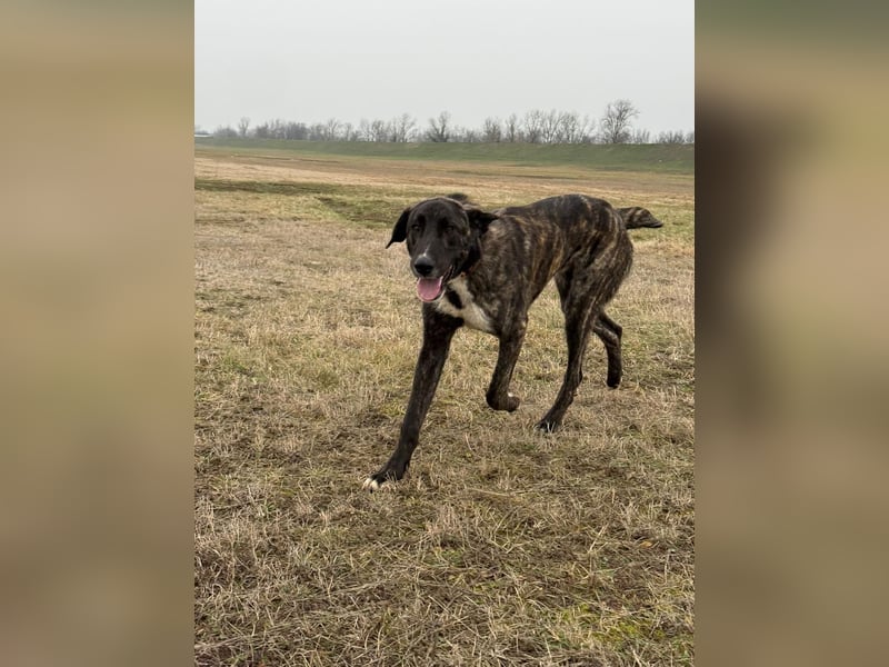 ROYAL sucht sein Für-Immer-Körbchen ❤️