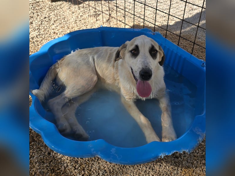 Verkuschelte Rosa sucht ihr Forever Home ❤️