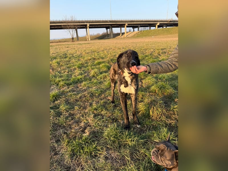 ROYAL sucht sein Für-Immer-Körbchen ❤️