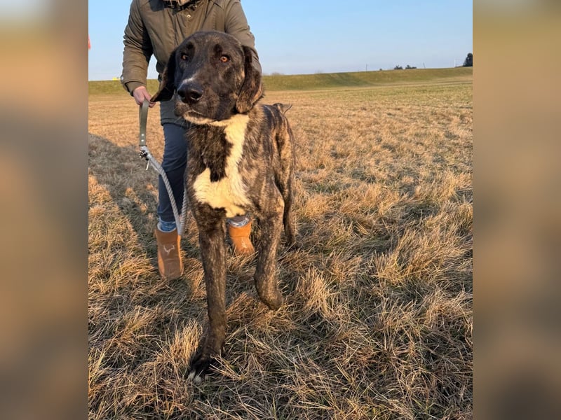 ROYAL sucht sein Für-Immer-Körbchen ❤️