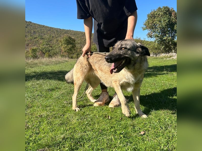 Sportliche Tomasina sucht ihr Forever Home ❤️