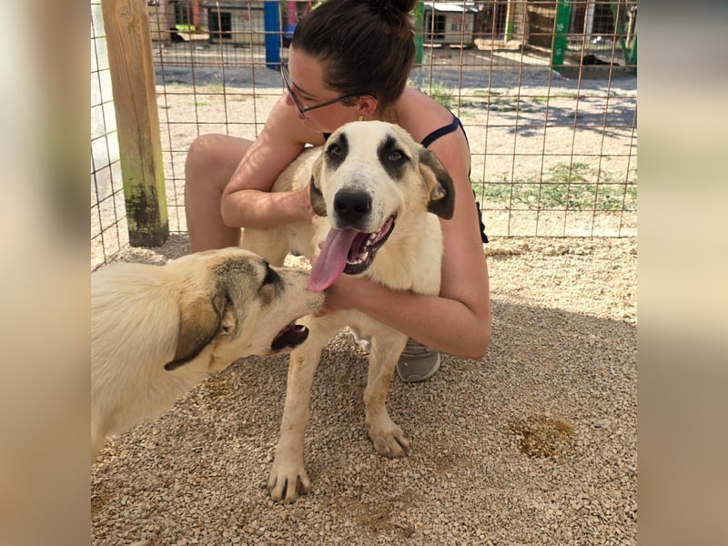 Verkuschelte Rosa sucht ihr Forever Home ❤️