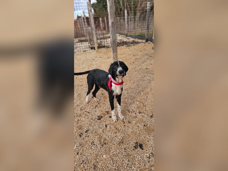 Sanfter TOM sucht seine Familie ❤️