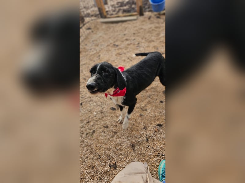 Sanfter TOM sucht seine Familie ❤️