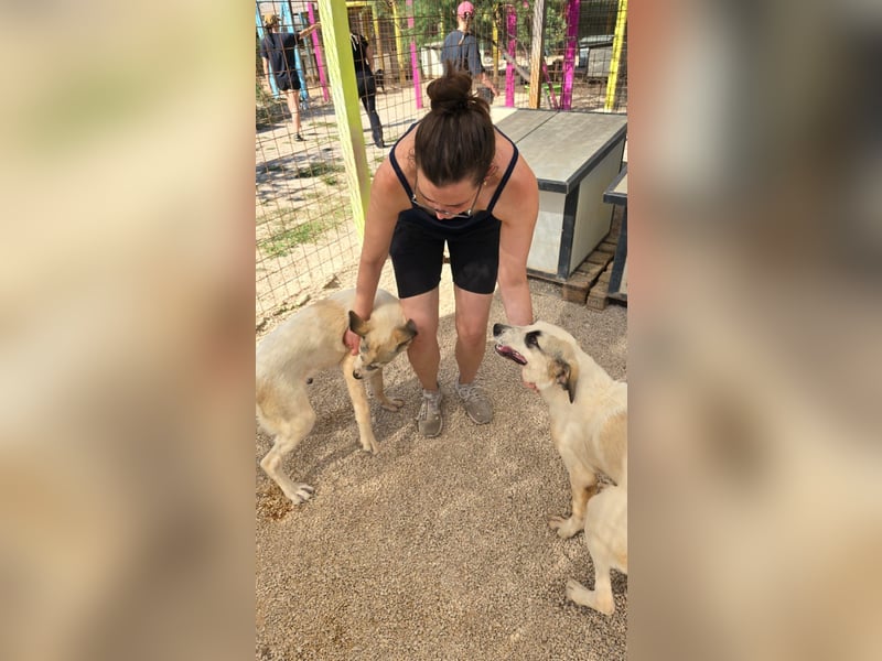 Verkuschelte Rosa sucht ihr Forever Home ❤️