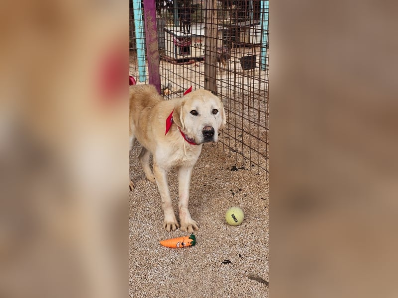 Tristan alias Snow sucht forever Home❤️