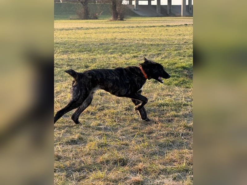 ROYAL sucht sein Für-Immer-Körbchen ❤️