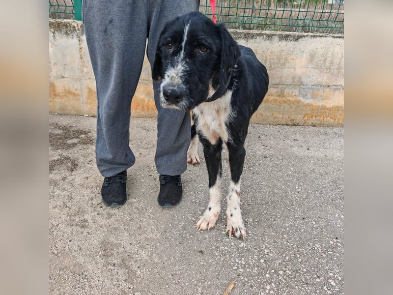 Sanfter TOM sucht seine Familie ❤️