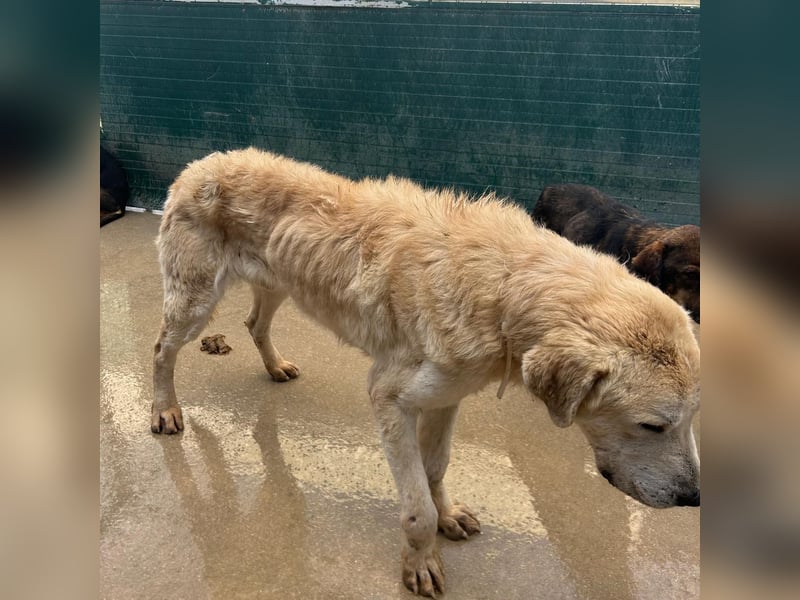 Tristan alias Snow sucht forever Home❤️