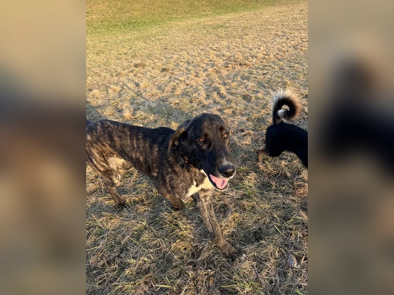 ROYAL sucht sein Für-Immer-Körbchen ❤️