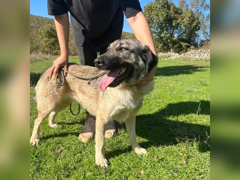 Sportliche Tomasina sucht ihr Forever Home ❤️