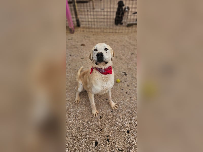 Tristan alias Snow sucht forever Home❤️