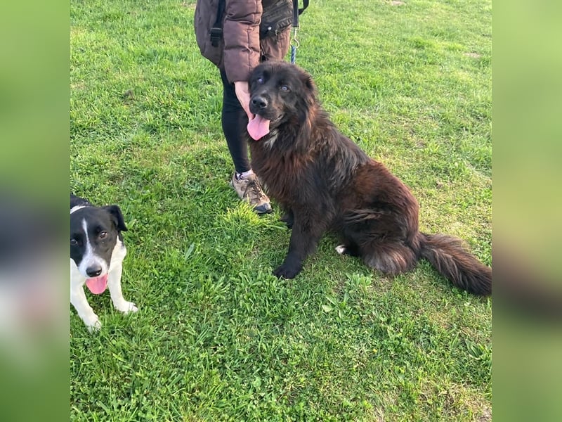 Rayo sucht ein liebevolles Zuhause❤️