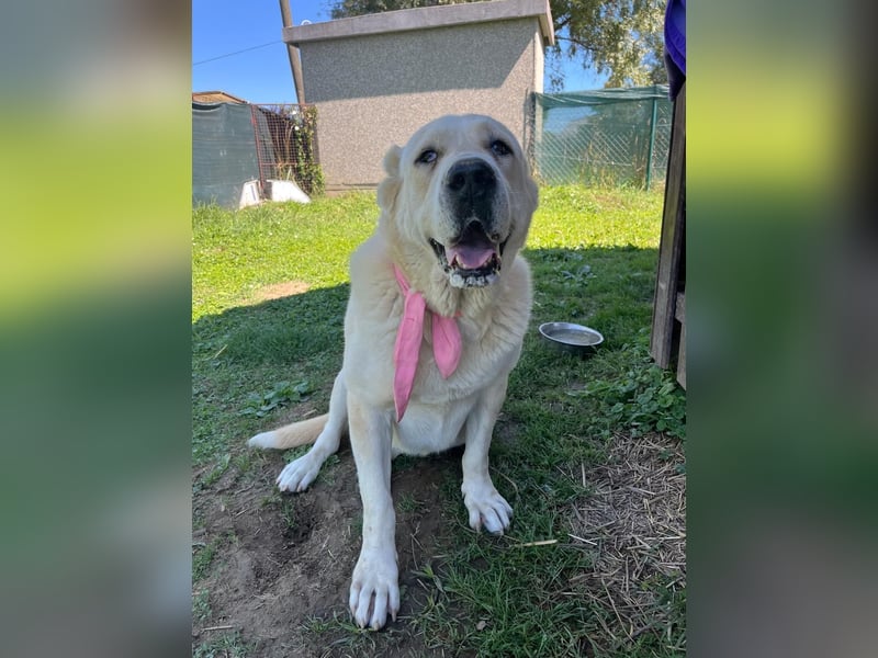 LESKA sucht ihr forever Home ❤️