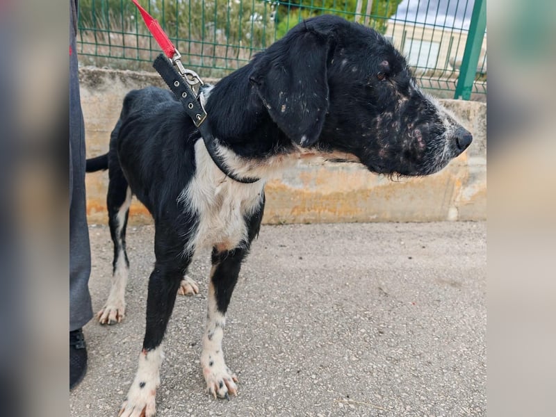 Sanfter TOM sucht seine Familie ❤️