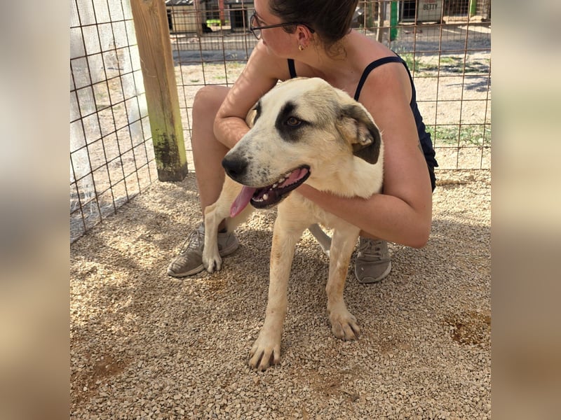 Verkuschelte Rosa sucht ihr Forever Home ❤️