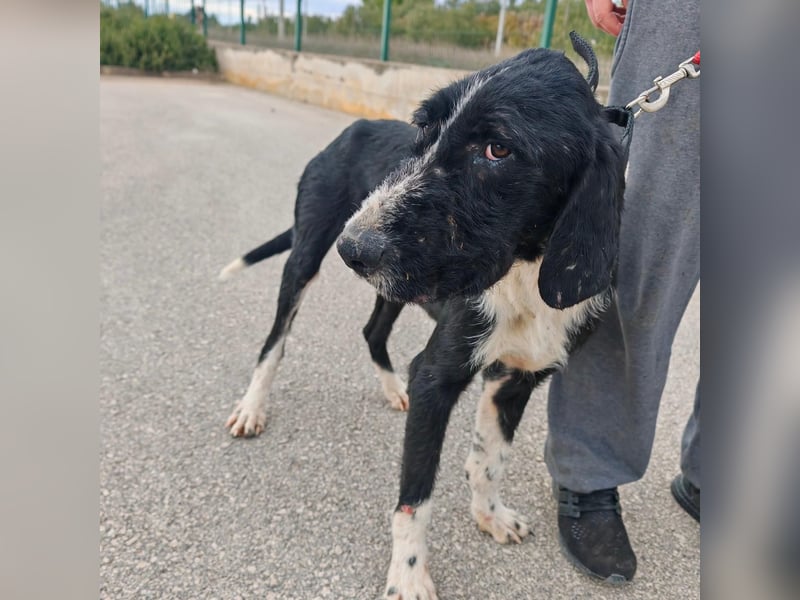 Sanfter TOM sucht seine Familie ❤️