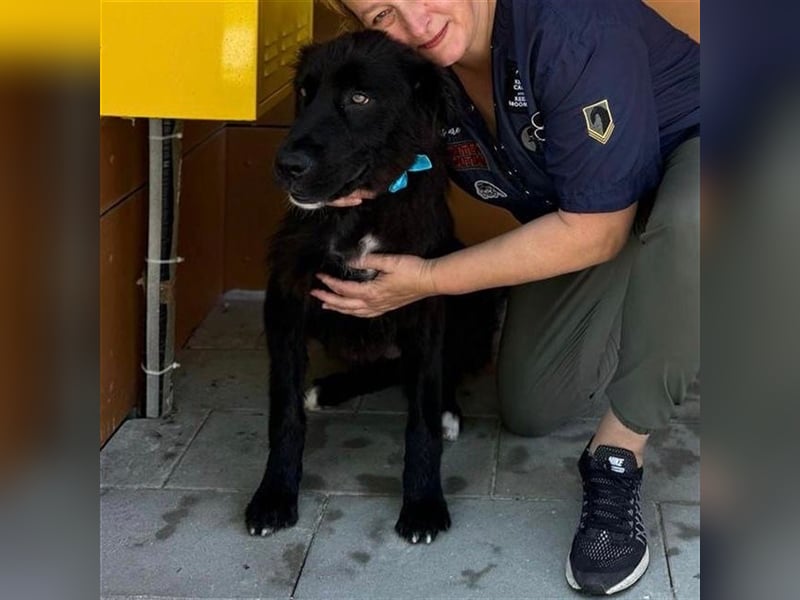 Rayo sucht ein liebevolles Zuhause❤️