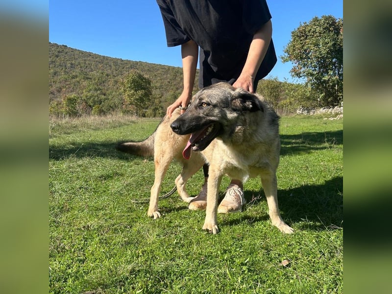 Sportliche Tomasina sucht ihr Forever Home ❤️