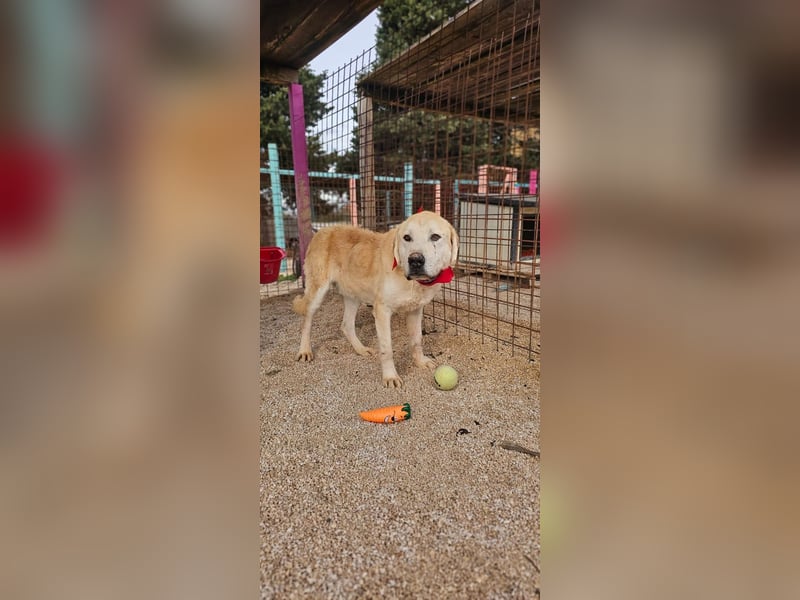 Tristan alias Snow sucht forever Home❤️