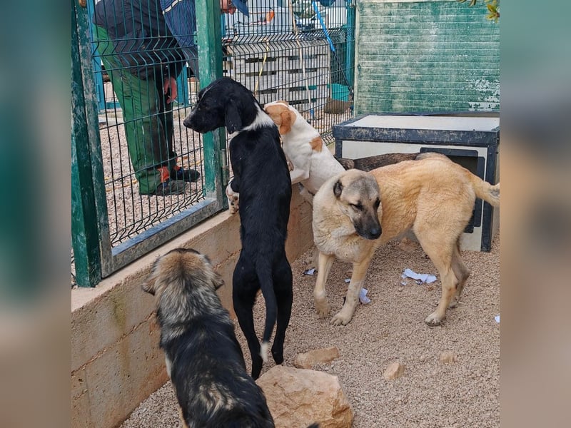 Sanfter TOM sucht seine Familie ❤️