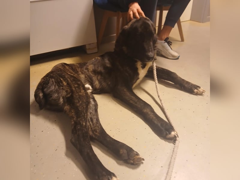 ROYAL sucht sein Für-Immer-Körbchen ❤️