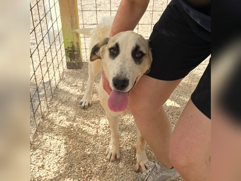 Verkuschelte Rosa sucht ihr Forever Home ❤️