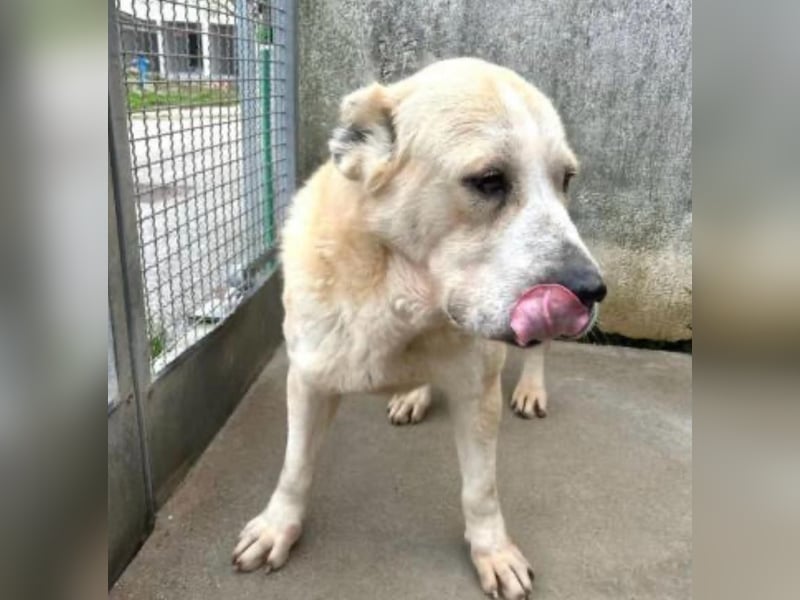 LESKA sucht ihr forever Home ❤️