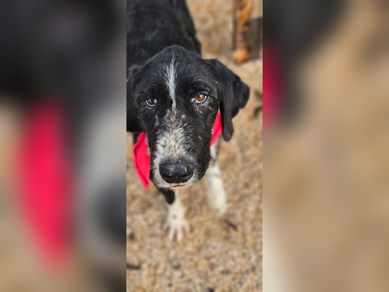 Sanfter TOM sucht seine Familie ❤️