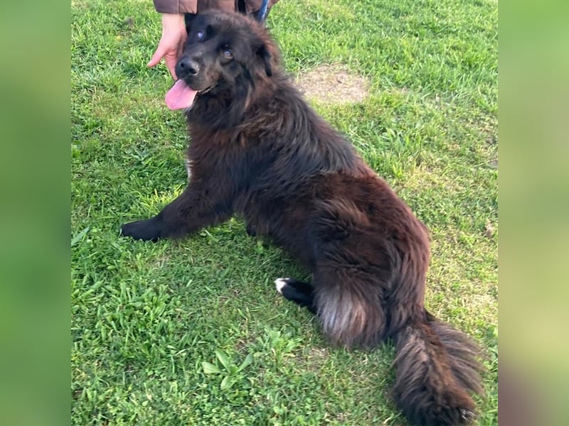 Rayo sucht ein liebevolles Zuhause❤️