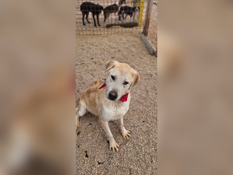 Tristan alias Snow sucht forever Home❤️